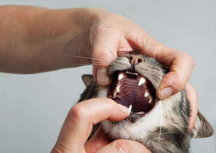 猫のよだれがひどい 口臭が気になる それ 猫の歯周病かも 原因は 治療法と予防は 猫との暮らし大百科