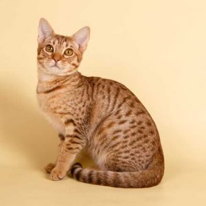 オシキャットのが画像