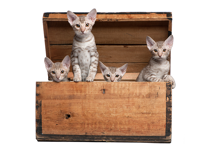 オシキャットが複数いる画像