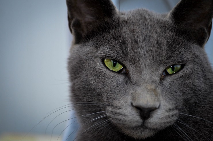 ギャッ 目に白い膜が これって目の病気 猫の瞬膜とそのトラブル 猫との暮らし大百科