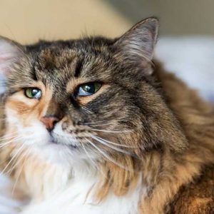 瞬膜が出ている猫