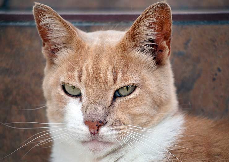 ギャッ 目に白い膜が これって目の病気 猫の瞬膜とそのトラブル 猫との暮らし大百科