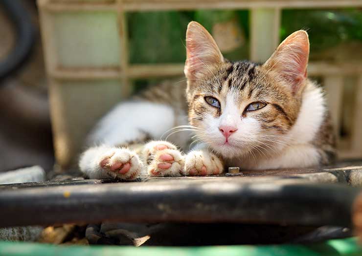 猫 片目 つぶる