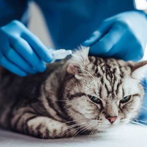 病院で耳を診察される猫