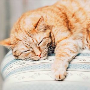 眠る猫
