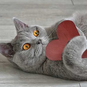 ハート形のおもちゃを抱く猫