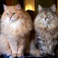 サイベリアン・フォレスト・キャットの画像