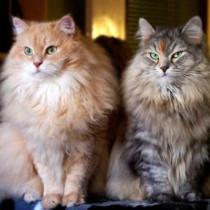 サイベリアン・フォレスト・キャットの画像