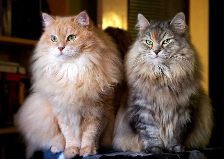 人気の猫種ランキングTOP20! 猫の種類ごとの特徴や性格、魅力をご紹介