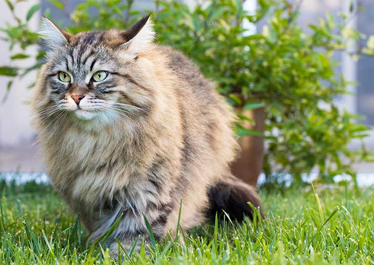 サイベリアン フォレスト キャットってどんな猫 ふわっふわな巨体がロシア原産の猫 猫との暮らし大百科