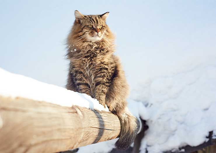 サイベリアン フォレスト キャットってどんな猫 ふわっふわな巨体がロシア原産の猫 猫との暮らし大百科