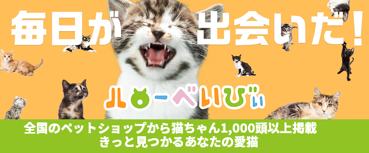 猫を飼いたい お迎えするにはどんな方法がある 準備やお迎えしてから気を付けることをご紹介 猫との暮らし大百科