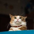 耳を倒した猫の画像
