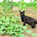 ジャパニーズ・ボブテイルの画像