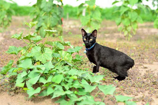 ジャパニーズ ボブテイルってどんな猫 丸くて短いシッポが愛らしい猫 猫との暮らし大百科