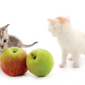 りんごと2頭の子猫の画像