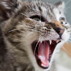 大きく口を開ける子猫
