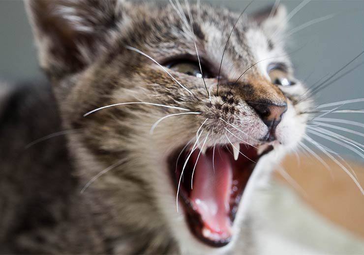 猫の歯の生え変わり 病気や予防について 猫との暮らし大百科