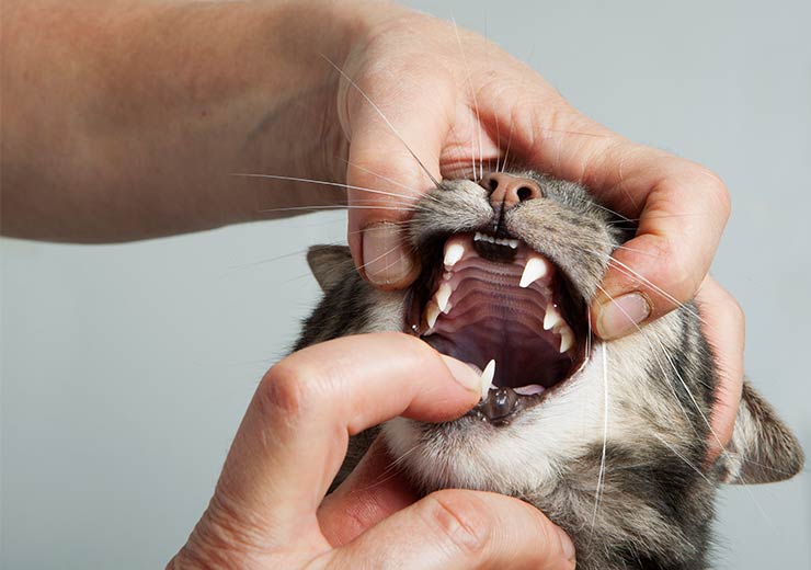 猫の歯の生え変わり 病気や予防について 猫との暮らし大百科