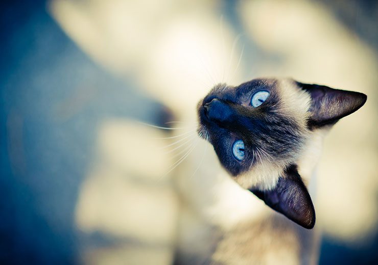 シャム サイアミーズ ってどんな猫 王族に愛された 月のダイヤモンド 猫との暮らし大百科