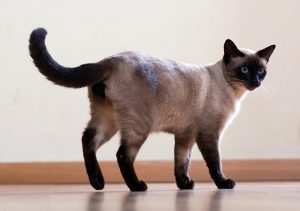 シャム サイアミーズ ってどんな猫 王族に愛された 月のダイヤモンド 猫との暮らし大百科