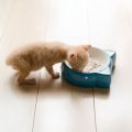 ごはんを食べる子猫