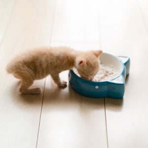 ごはんを食べる子猫