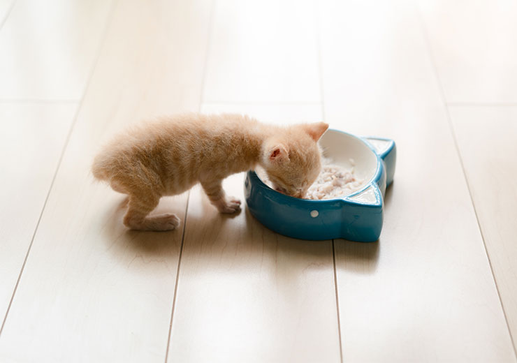 ない 食べ 子猫 ご飯