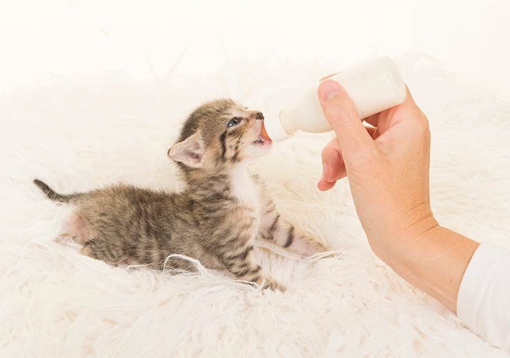 子猫へのエサの与え方はどうする 適切な量は 猫との暮らし大百科