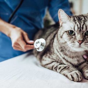 病院にて診察される猫