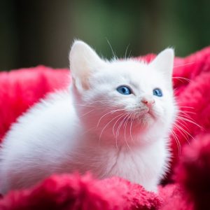 毛布に包まった白い子猫