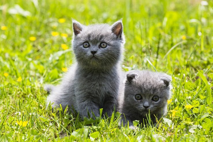 ブリティッシュ ショートヘアってどんな猫 イギリスを代表する チェシャ猫のモデル 猫との暮らし大百科