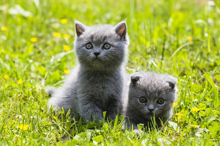 ブリティッシュ・ショートヘアの子猫の画像