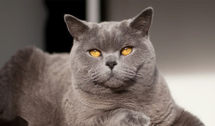 ブリティッシュ ショートヘアってどんな猫 イギリスを代表する チェシャ猫のモデル 猫との暮らし大百科