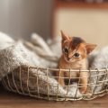 洗濯かごに入った子猫の画像