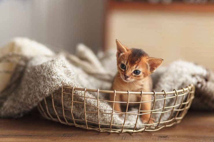 子猫と暮らしたら知っておきたい！なりやすい病気の原因と治療法  猫 