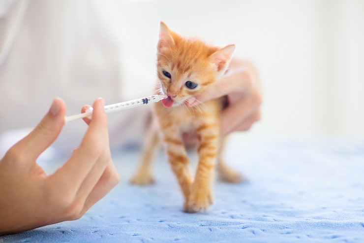 子猫と暮らしたら知っておきたい なりやすい病気の原因と治療法 猫との暮らし大百科