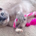 おもちゃで遊ぶ子猫