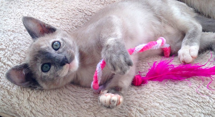 トンキニーズってどんな猫？ミンクのような毛に輝く瞳を持つ猫! | 猫と