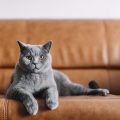 シャルトリューの画像