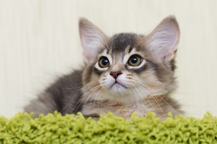 ソマリってどんな猫 実はアビシニアンの長毛種 猫との暮らし大百科