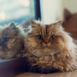 チンチラペルシャの画像