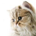 ペルシャ猫の画像