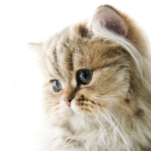 ペルシャ猫の画像