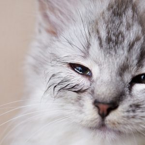 涙目の子猫の画像