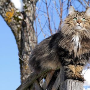 ノルウェージャン・フォレスト・キャットの画像
