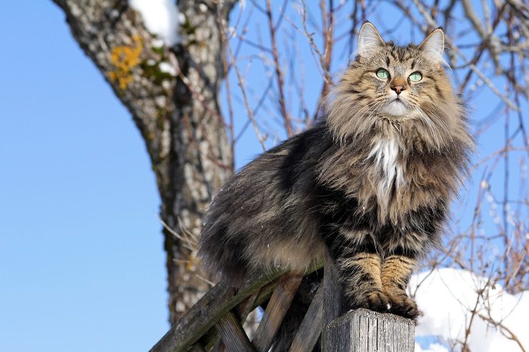 ノルウェージャン フォレスト キャットってどんな猫 北欧出身のふわふわで豪快な猫 猫との暮らし大百科