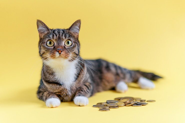 猫とお金