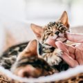 ベンガルの子猫の画像