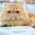 ペルシャ猫の画像